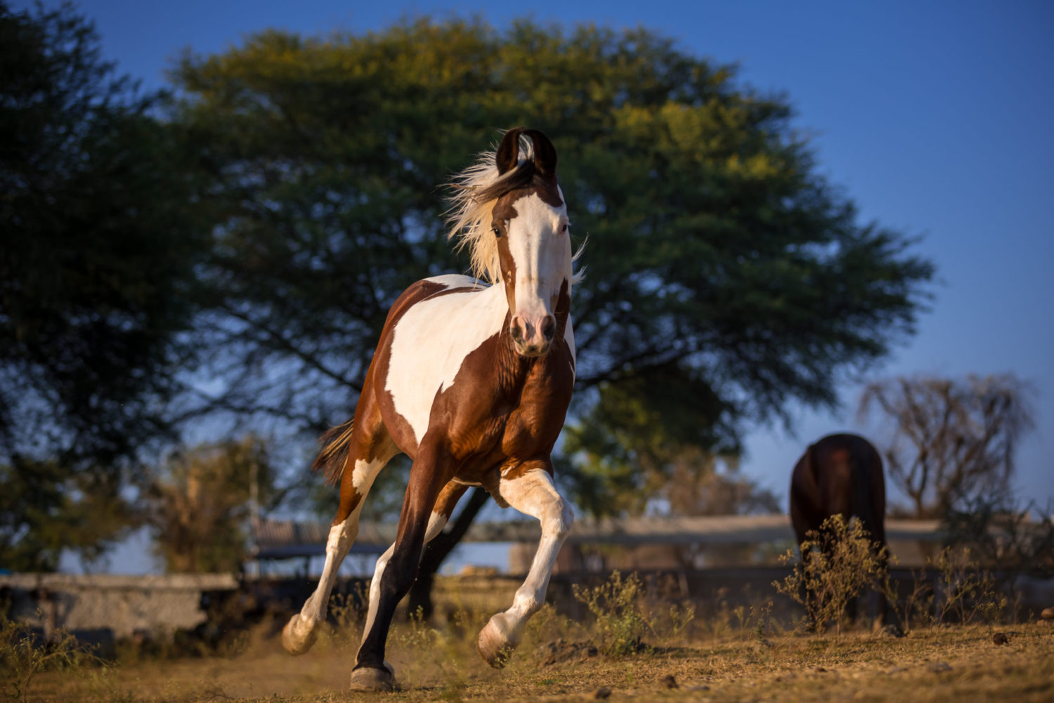 Marwari Horsemanship